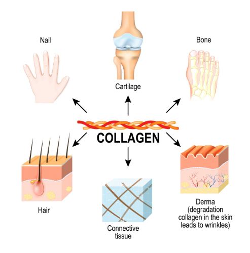 What is Collagen?