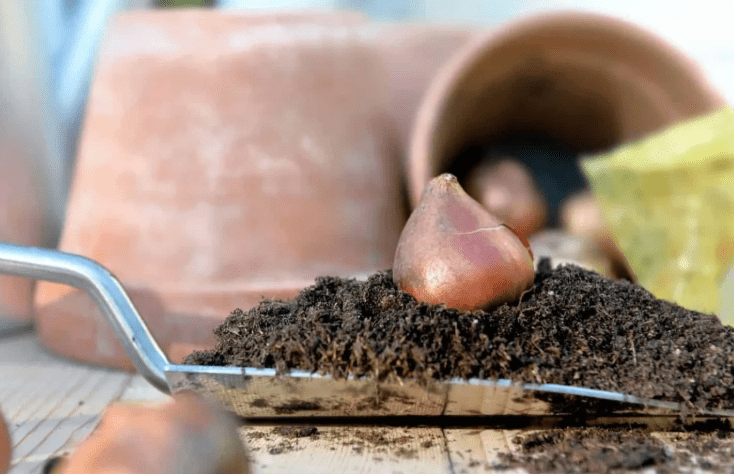 How to Identify Healthy Bulbs