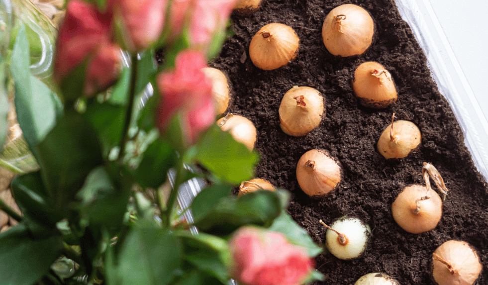 How Often to Water Tulip Bulbs?